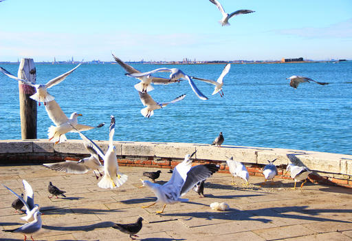 威尼斯海鸥图片素材免费下载