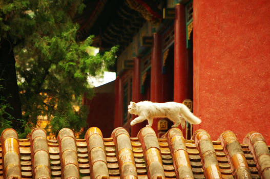 北京故宫房梁上的猫图片素材免费下载