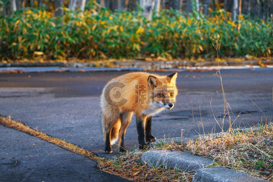 北海道知床野生狐狸图片素材免费下载