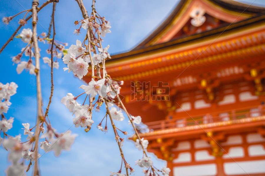 日本京都清水寺春季樱花图片素材免费下载