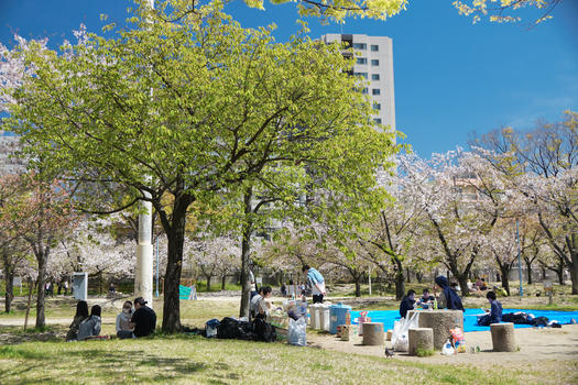 日本樱花季图片素材免费下载