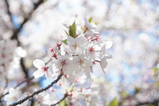 日本樱花季节图片素材免费下载