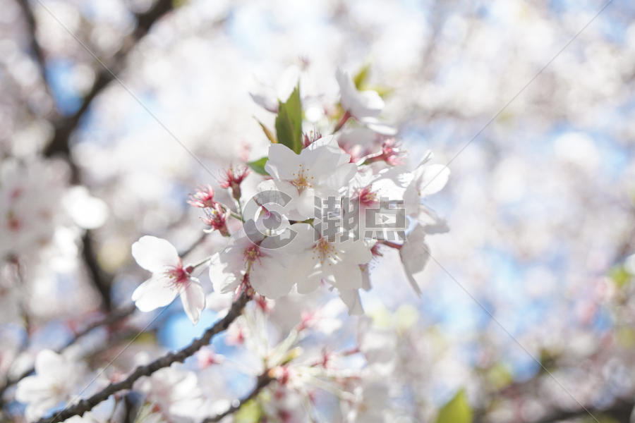 日本樱花季节图片素材免费下载