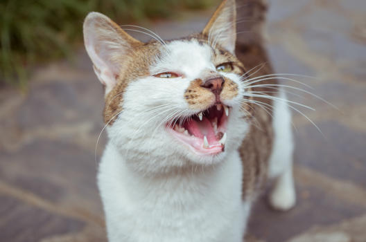 瞻园宫猫图片素材免费下载