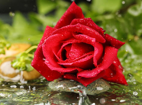 水中的玫瑰图片素材免费下载