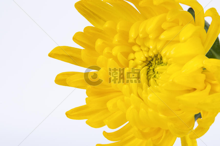 黄色菊花图片素材免费下载