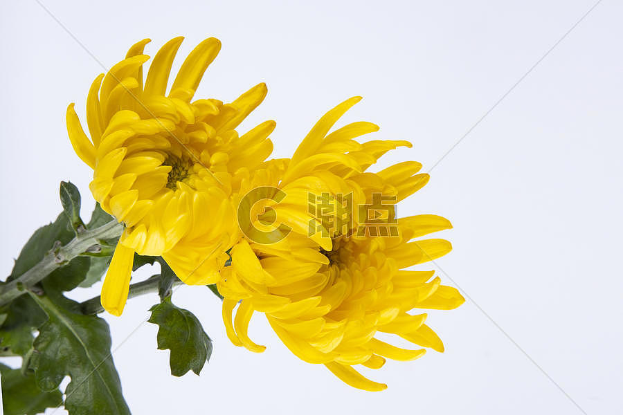 金黄色的菊花图片素材免费下载