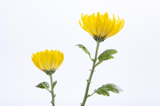两只黄色的小菊花图片素材免费下载