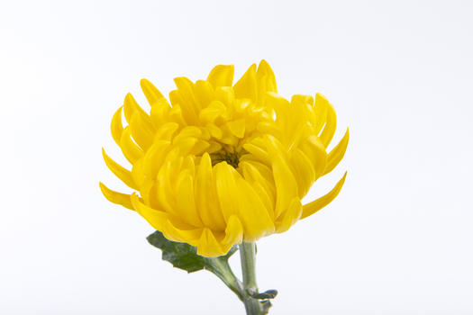 灿烂的菊花图片素材免费下载