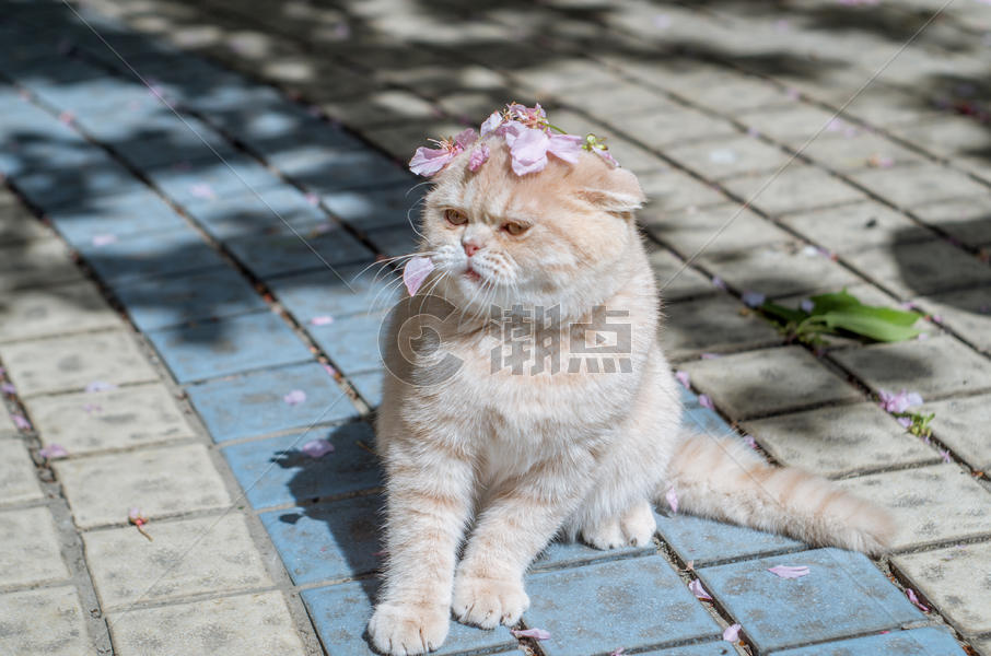 花与猫咪图片素材免费下载