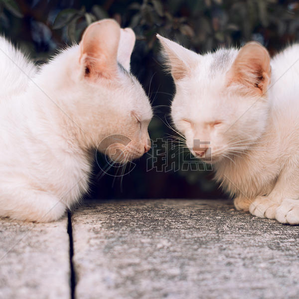 白色猫咪图片素材免费下载
