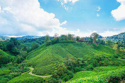 马来西亚高山茶园BOH图片素材免费下载