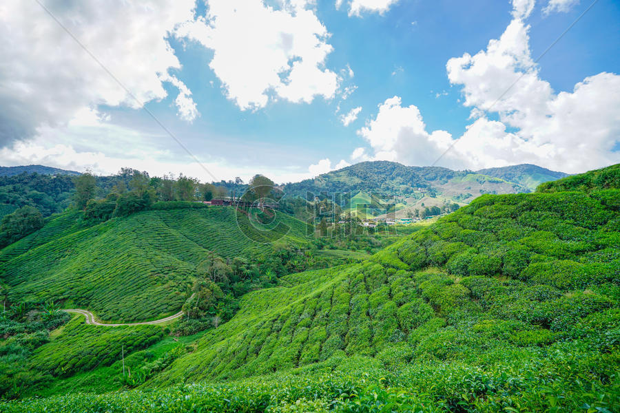 马来西亚高山茶园BOH图片素材免费下载