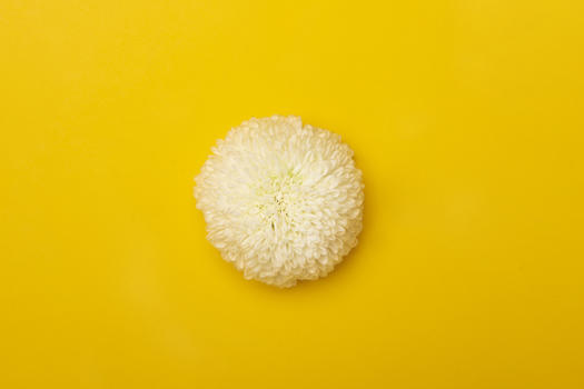 白色乒乓菊图片素材免费下载