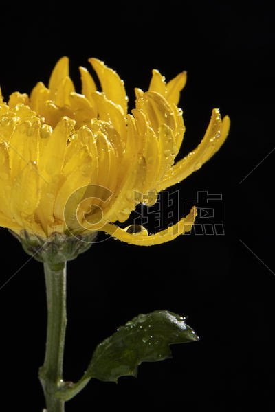 黄色菊花图片素材免费下载