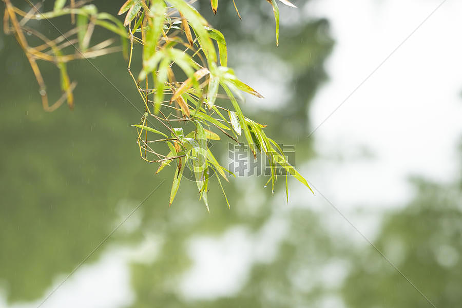 河边的竹子图片素材免费下载