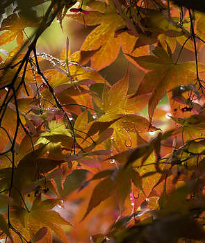 春天的红色枫树叶图片素材免费下载