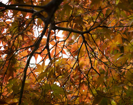 春天的红色枫树叶图片素材免费下载