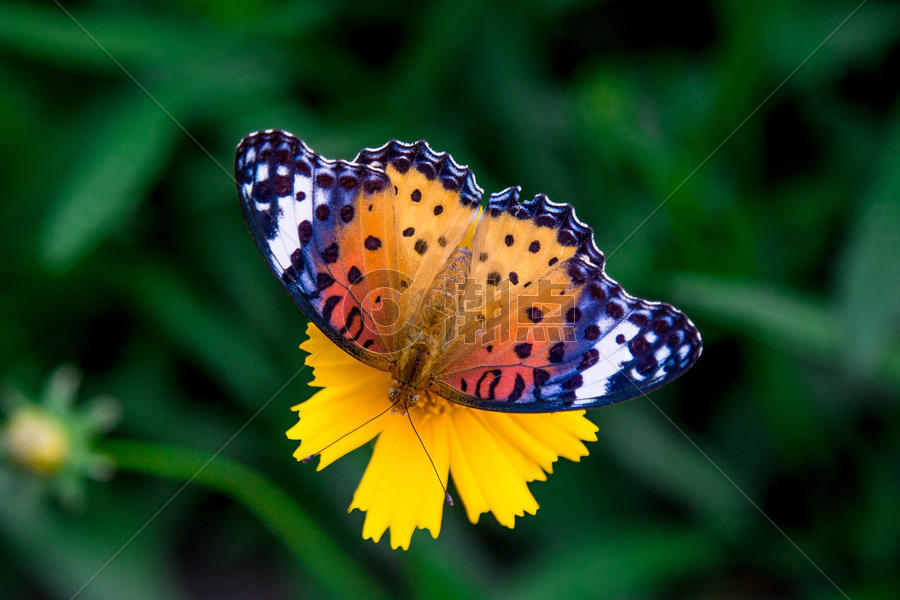 雏菊上的枯叶蝶图片素材免费下载