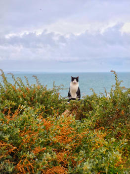 葡萄牙阿尔布费拉海边猫咪图片素材免费下载