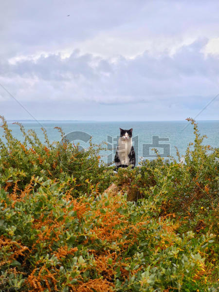 葡萄牙阿尔布费拉海边猫咪图片素材免费下载