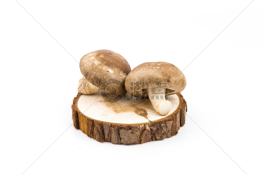 白底食用菌菇图片素材免费下载