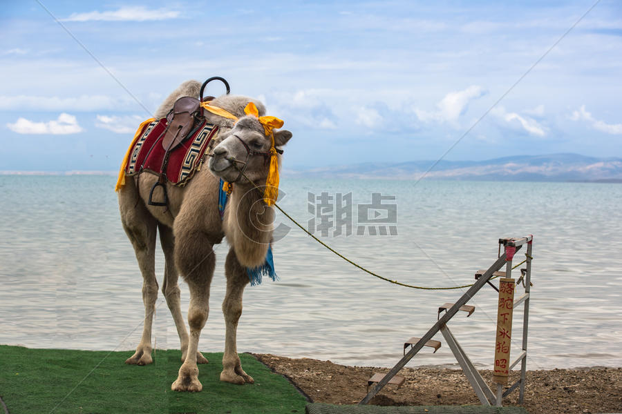 青海湖骆驼图片素材免费下载