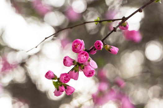春天盛开的花朵图片素材免费下载