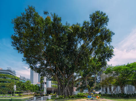 新加坡爱心树图片素材免费下载