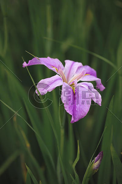 紫色鸢尾花图片素材免费下载