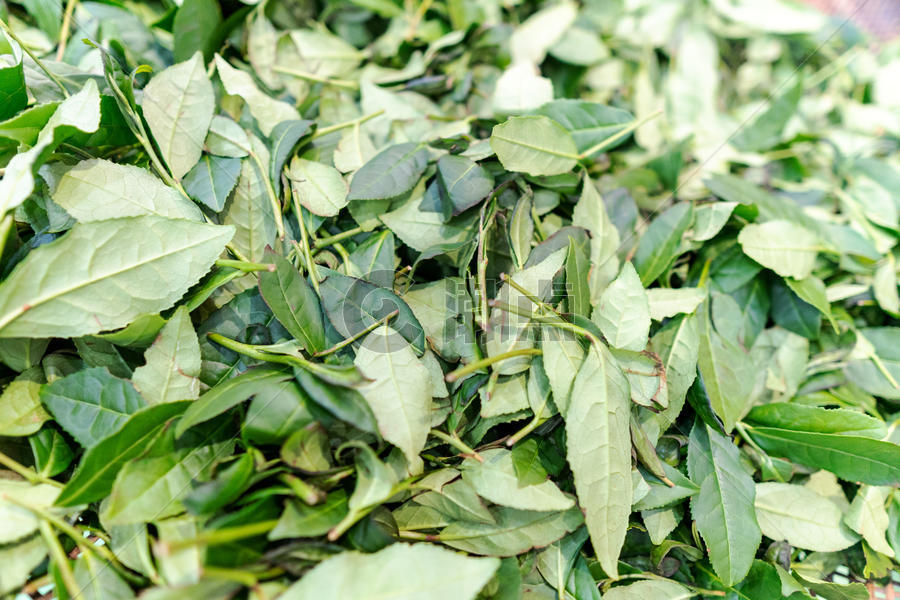 乌龙茶新鲜采摘茶叶图片素材免费下载