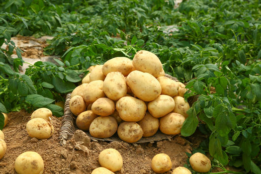 农家土豆收获图片素材免费下载