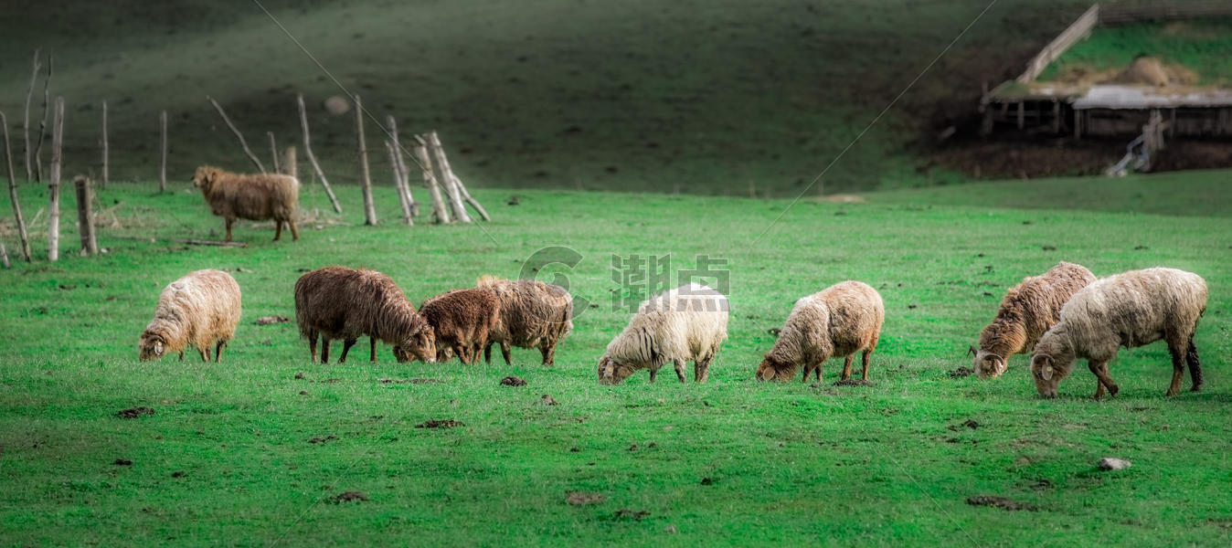 新疆天山牧区牧业牲畜生产图片素材免费下载