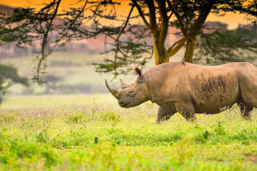 非洲黑犀牛图片素材免费下载