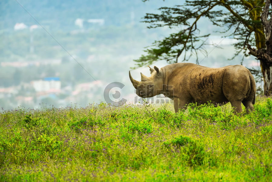 非洲黑犀牛图片素材免费下载