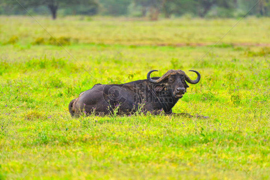 非洲野牛图片素材免费下载