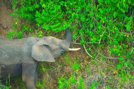 进食的大象图片素材免费下载