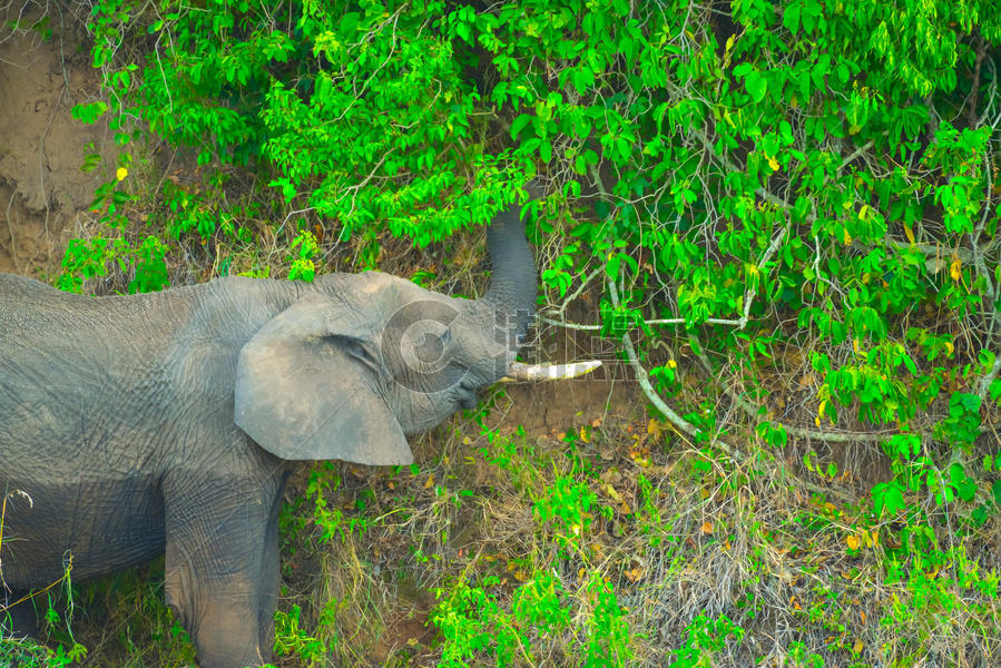 进食的大象图片素材免费下载
