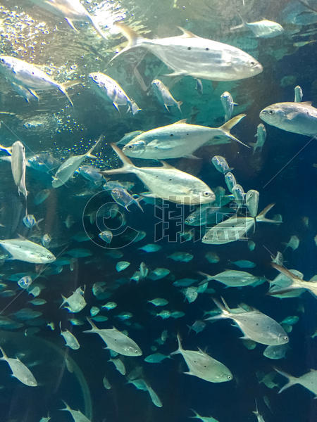 上海长风海洋公园水族馆图片素材免费下载