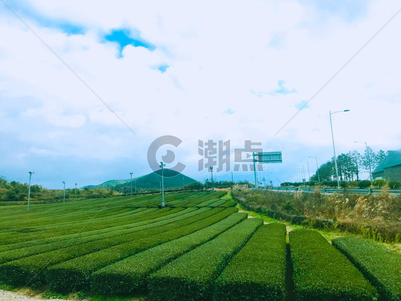 济州岛绿茶博物馆图片素材免费下载