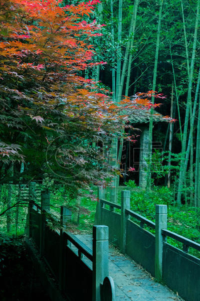 小桥旁的枫树图片素材免费下载