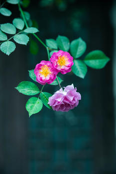 屋檐下攀爬的蔷薇花图片素材免费下载