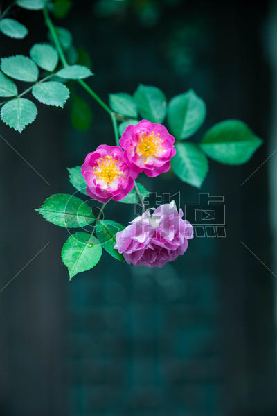 屋檐下攀爬的蔷薇花图片素材免费下载