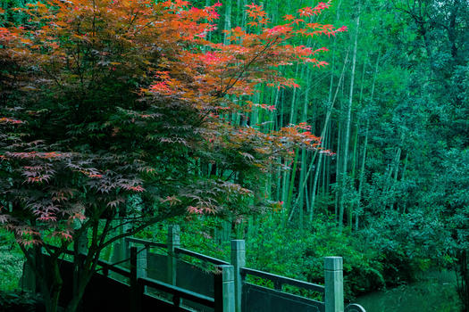 小桥旁边的枫树图片素材免费下载
