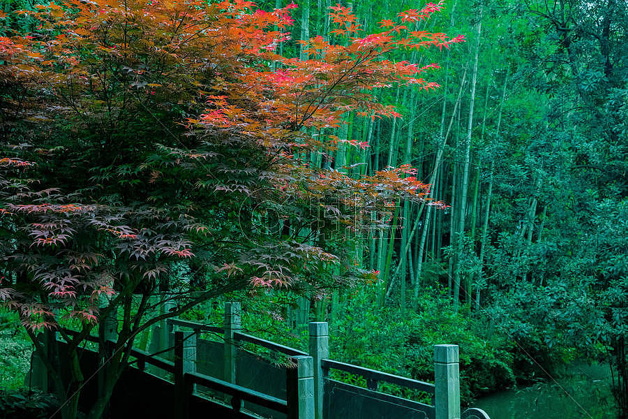 小桥旁边的枫树图片素材免费下载