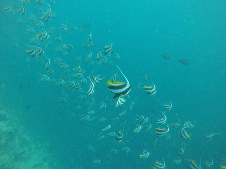 马尔代夫5.8海底餐厅图片素材免费下载