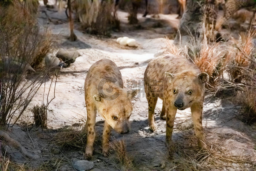 动物标本鬣狗图片素材免费下载