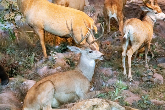 动物标本麋鹿图片素材免费下载