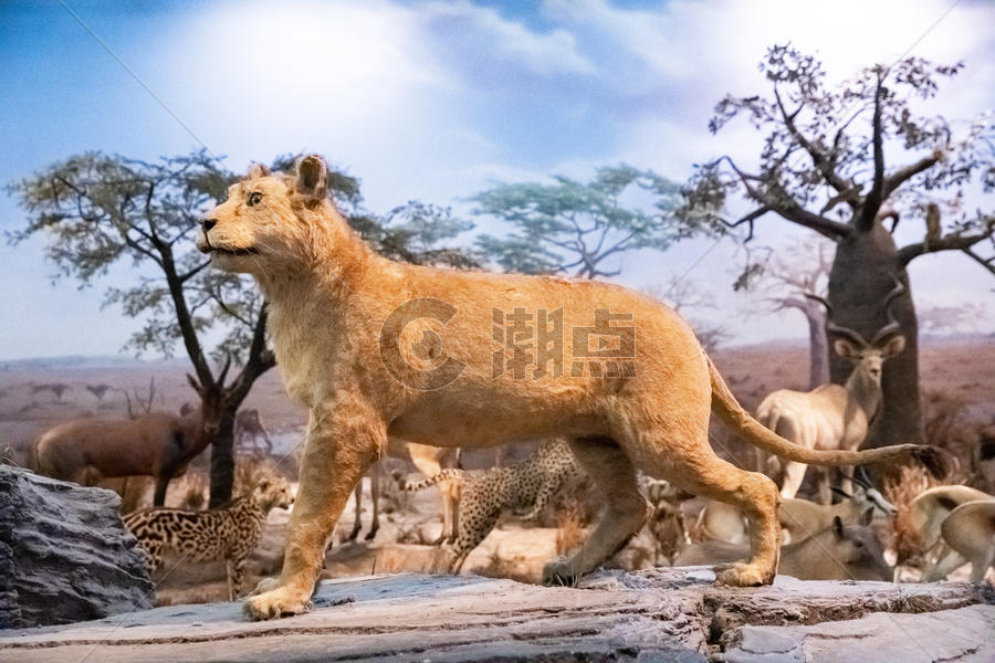 动物标本狮子图片素材免费下载