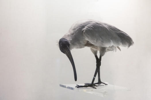 白鹮鸟动物标本图片素材免费下载